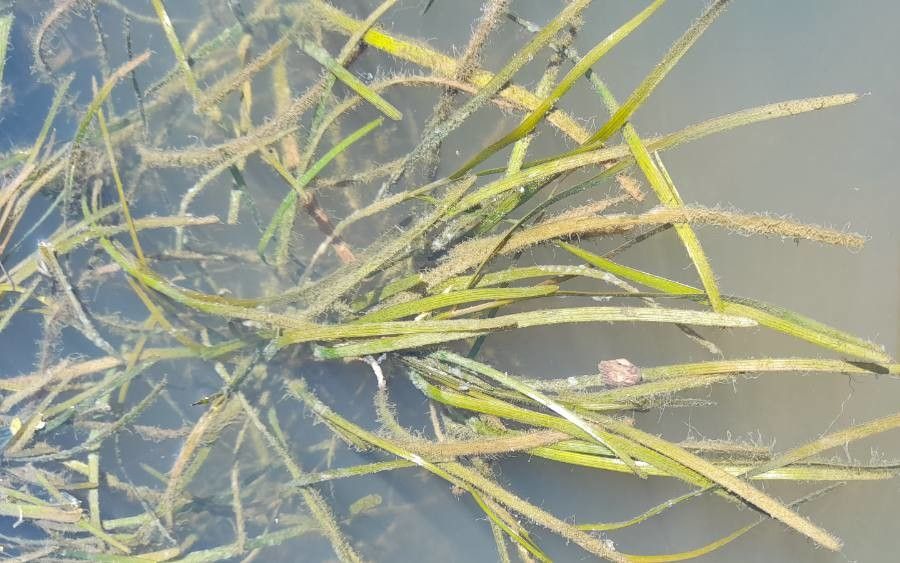 Stuckenia striata habit