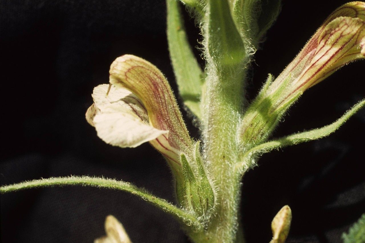 Pedicularis procera flower