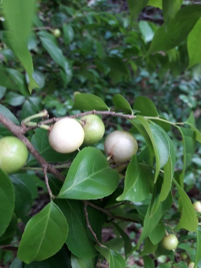 Casearia decandra fruit