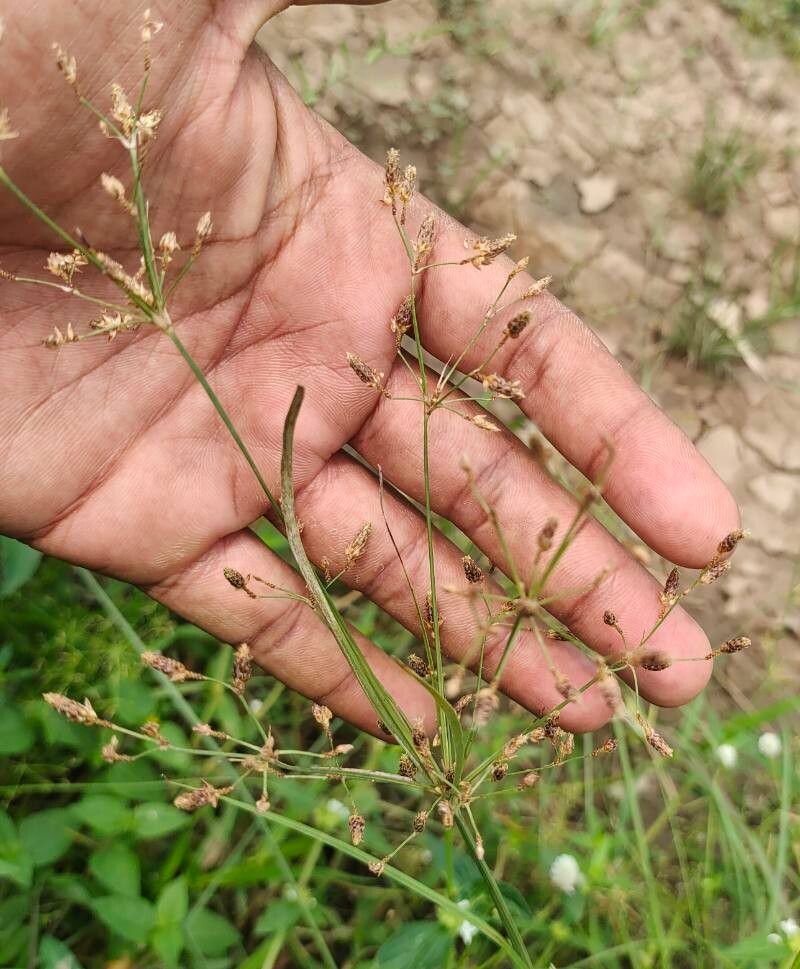 Fimbristylis littoralis flower