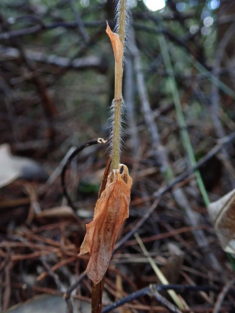 Zeuxine vieillardii — search result for 'Zeuxine'