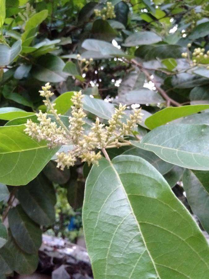 Antidesma ghaesembilla — search result for 'Phyllanthaceae'