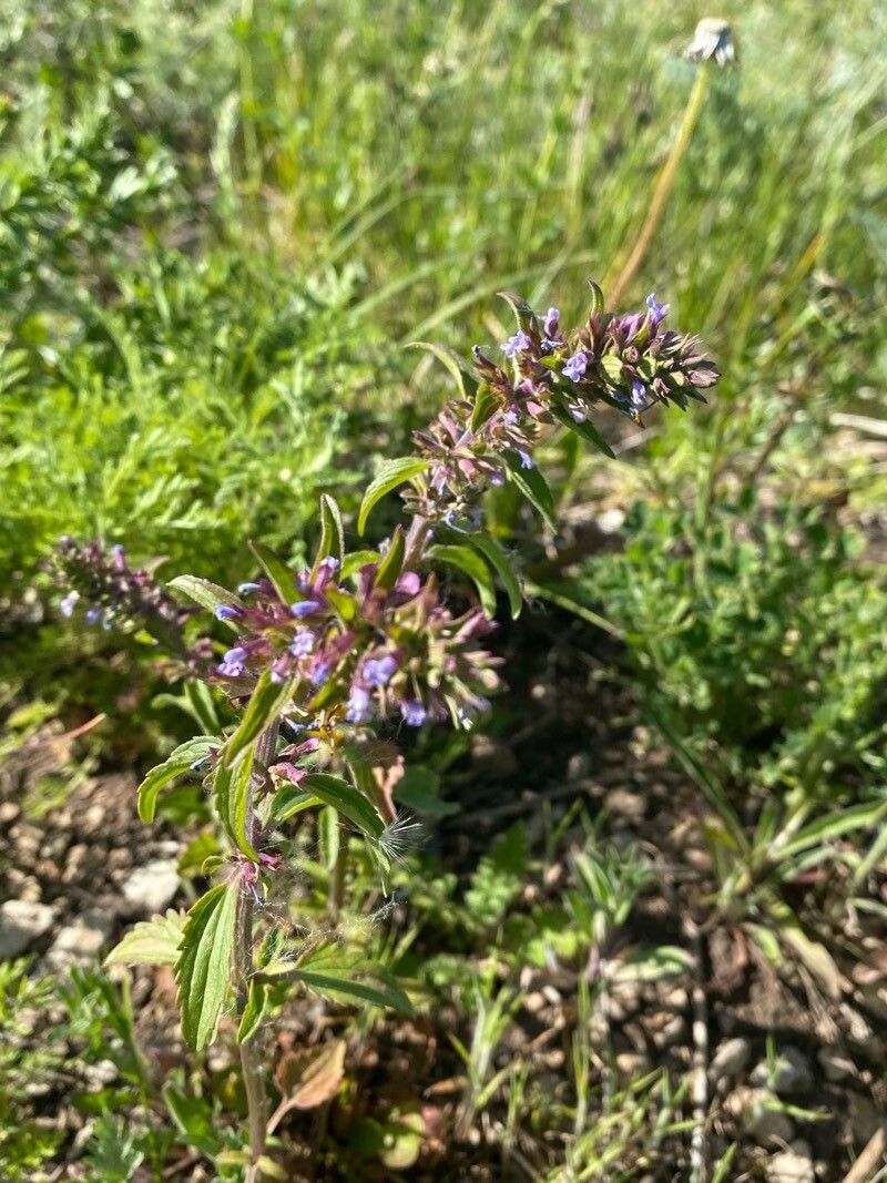 Dracocephalum thymiflorum flower