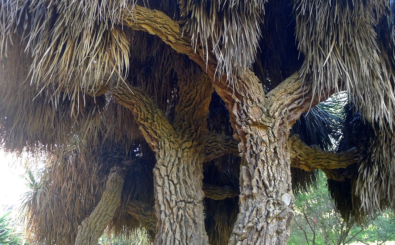 Nolina bigelovii — related species from the same genus