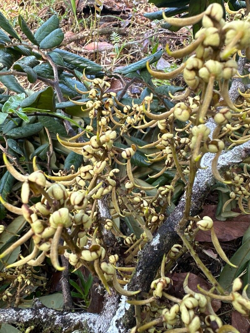 Swartzia maquenqueana flower