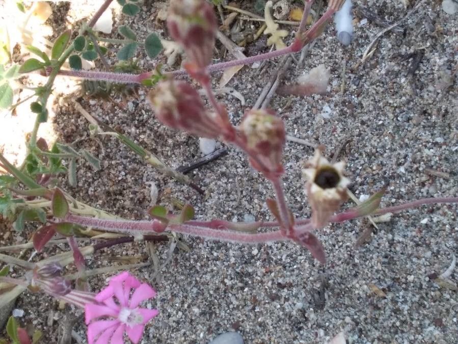 Silene colorata fruit