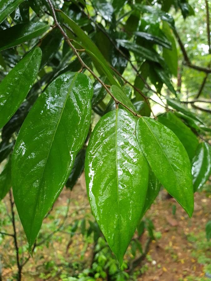 Canarium sumatranum — search result for 'Canarium'