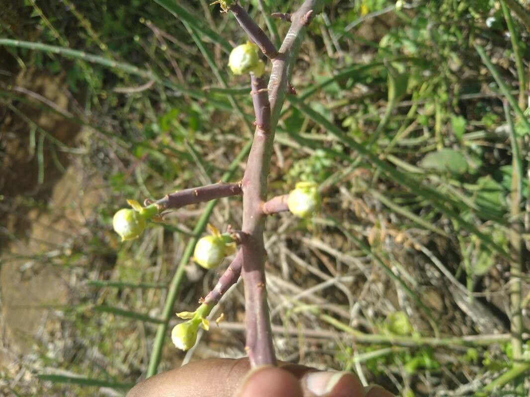 Euphorbia gossypina flower