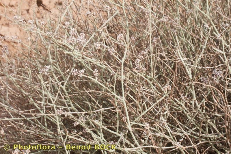 Limonium alleizettei habit