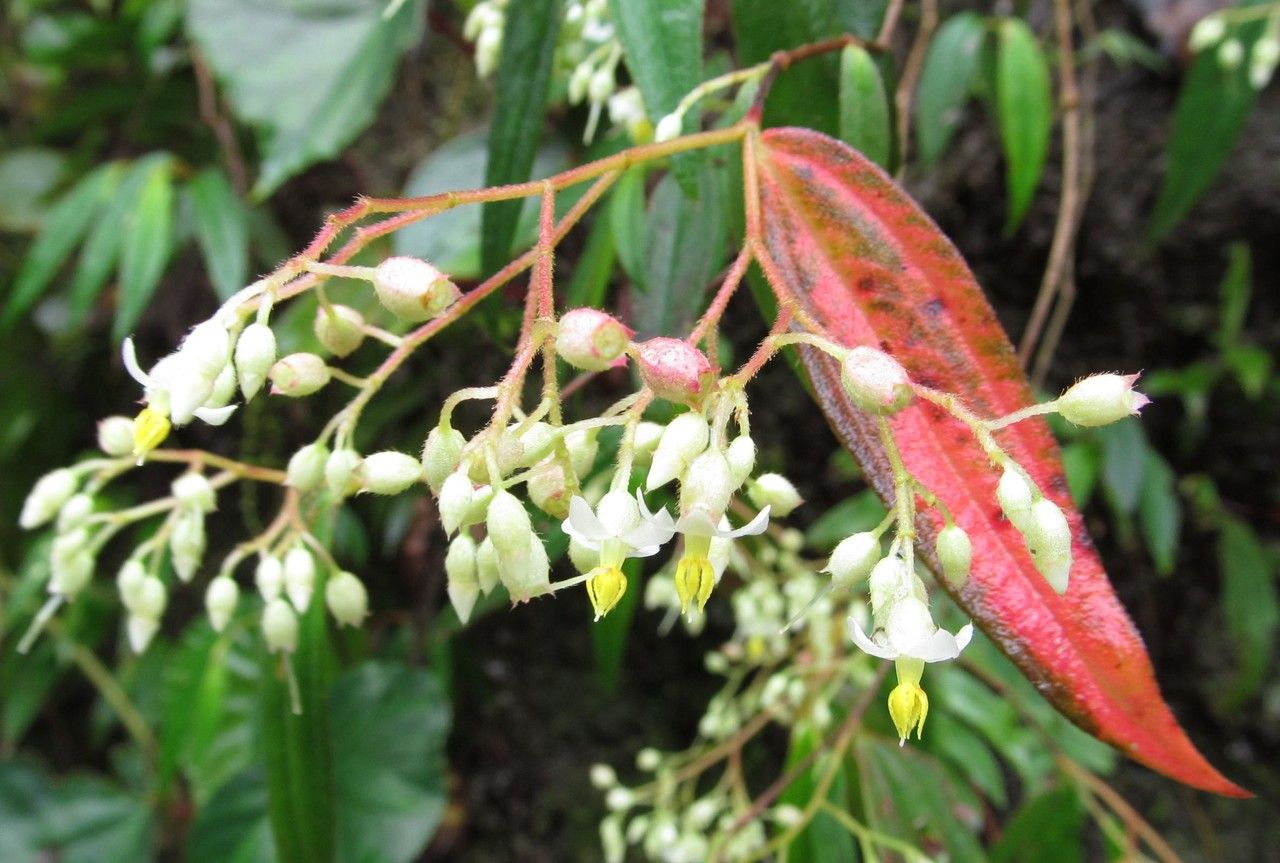 Centradenia paradoxa fruit