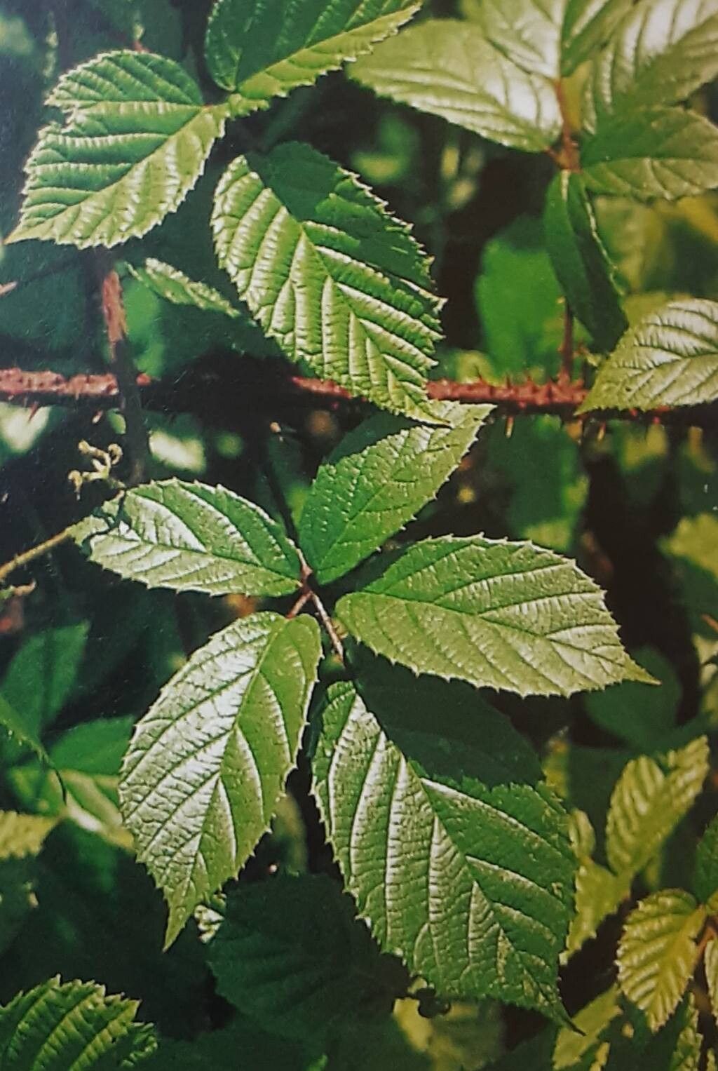 Rubus juvenis — houseplant care guide