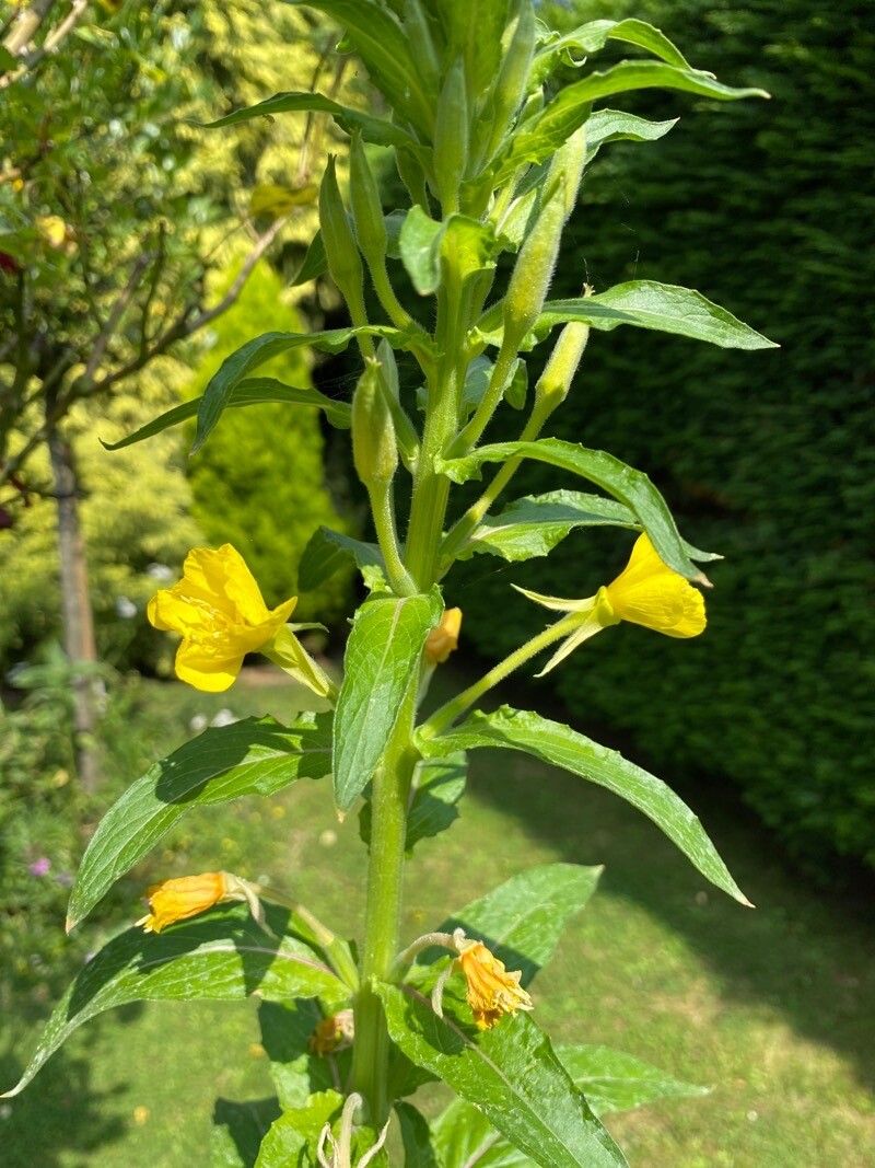 Oenothera paradoxa flower