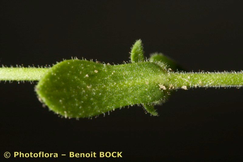 Arenaria hispanica leaf