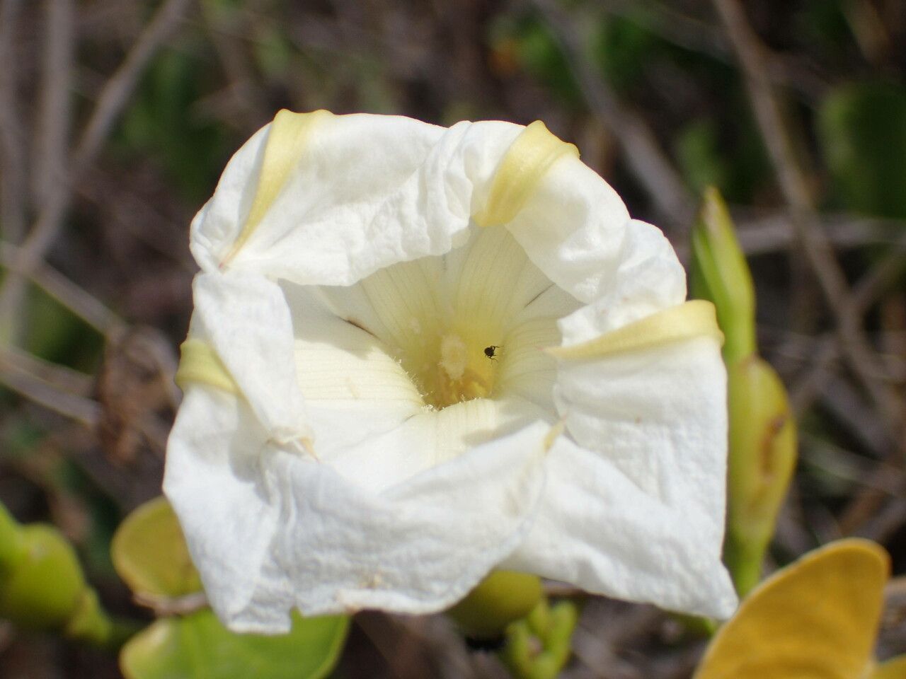 Ipomoea violacea flower