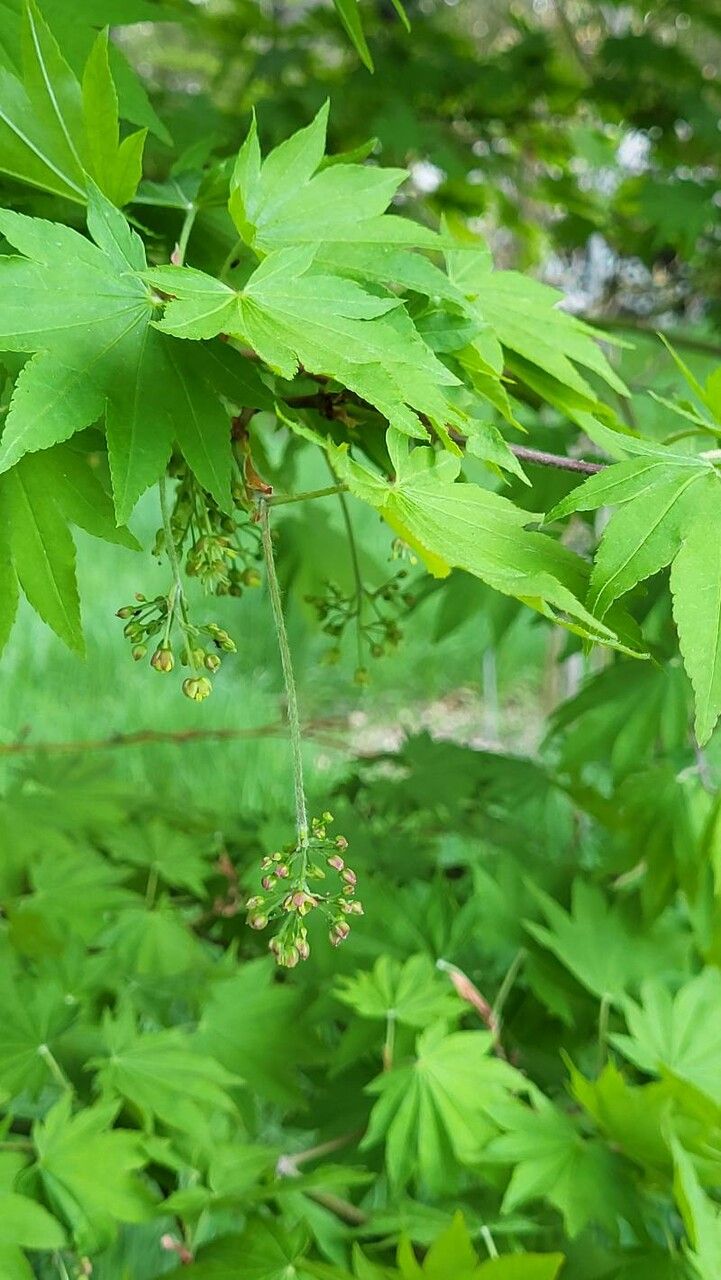 Acer sieboldianum flower