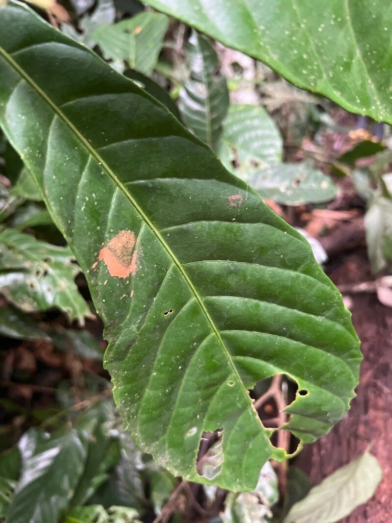 Alchornea floribunda — houseplant care guide