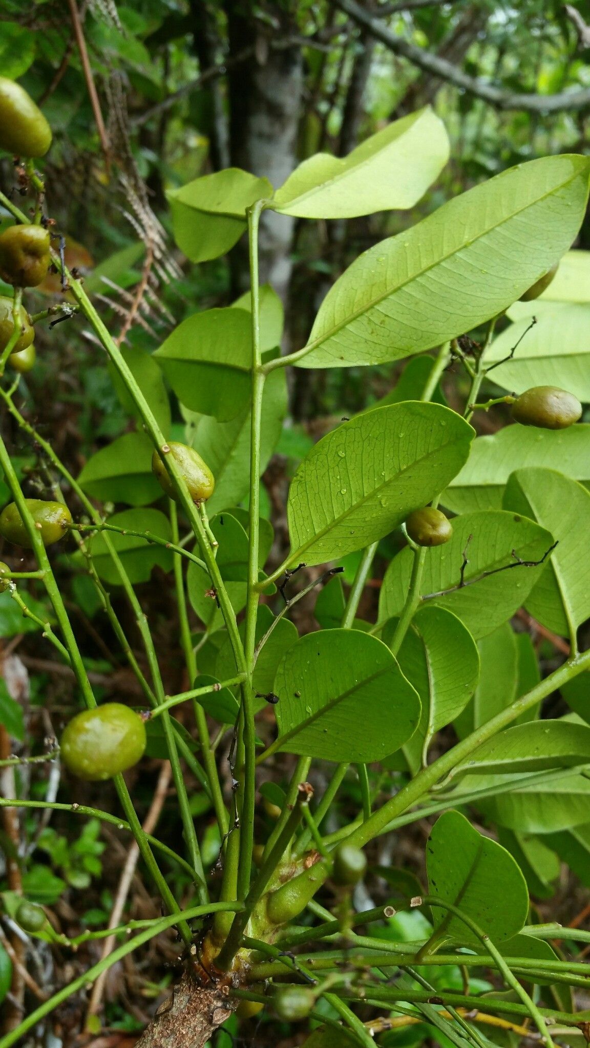 Poupartia chapelieri leaf