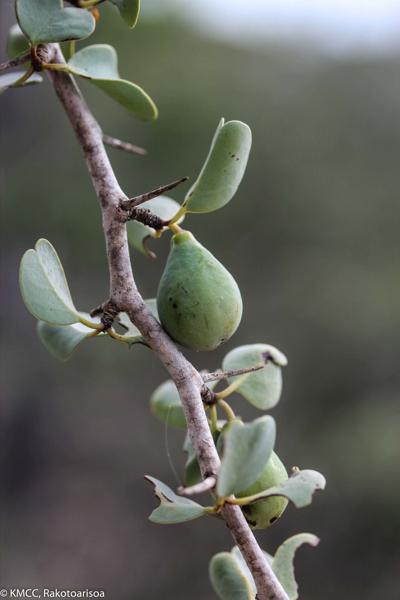 Ximenia perrieri — related species from the same genus