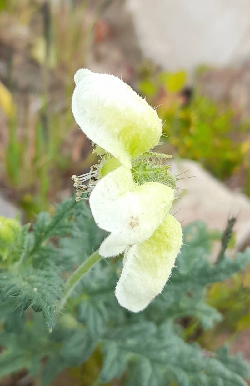Caiophora clavata flower