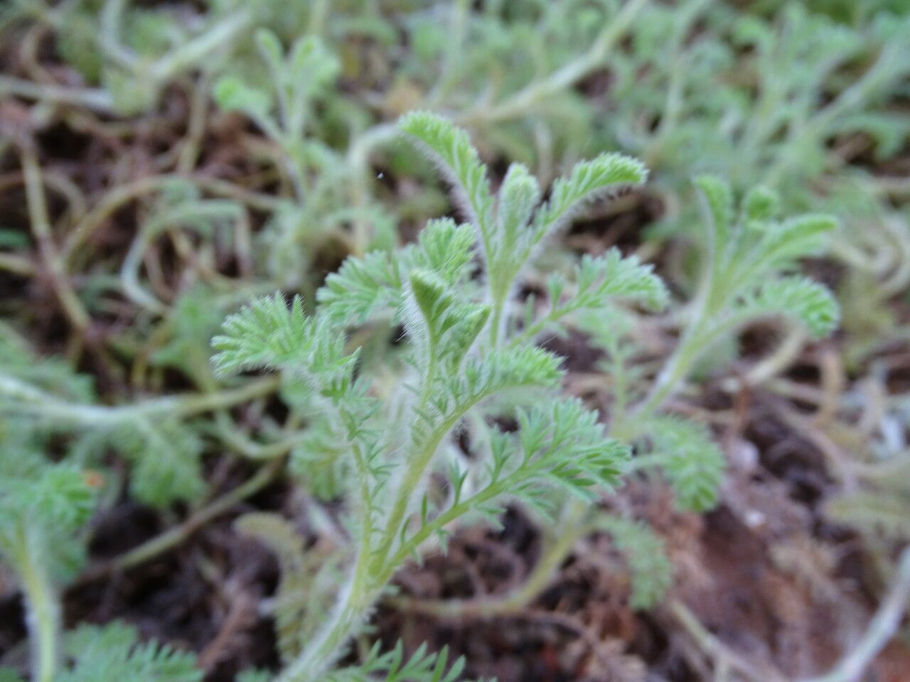 Cotula lineariloba — houseplant care guide