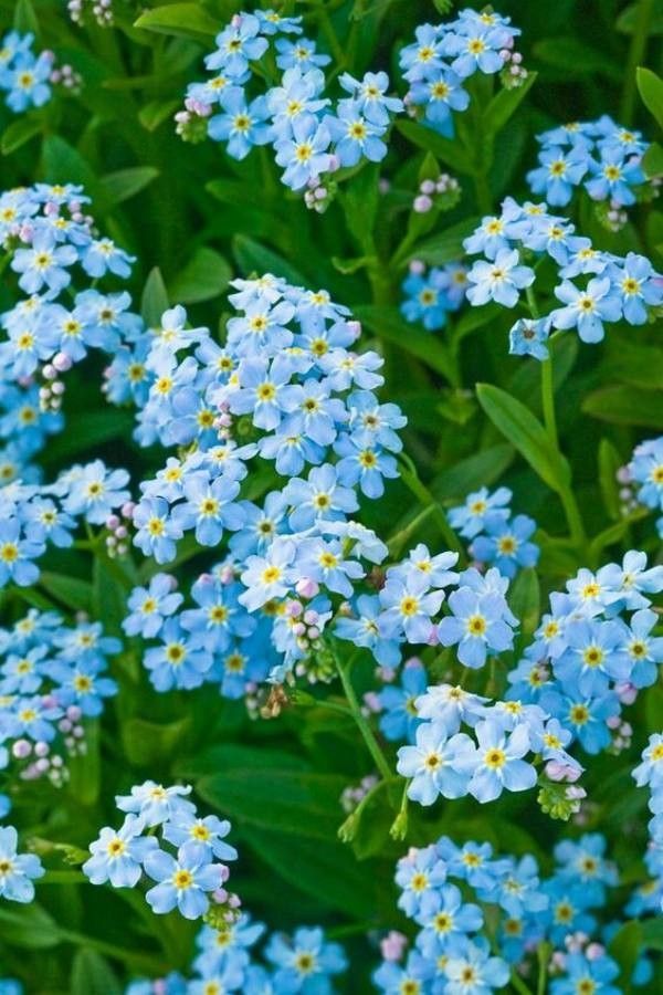 Myosotis scorpioides flower