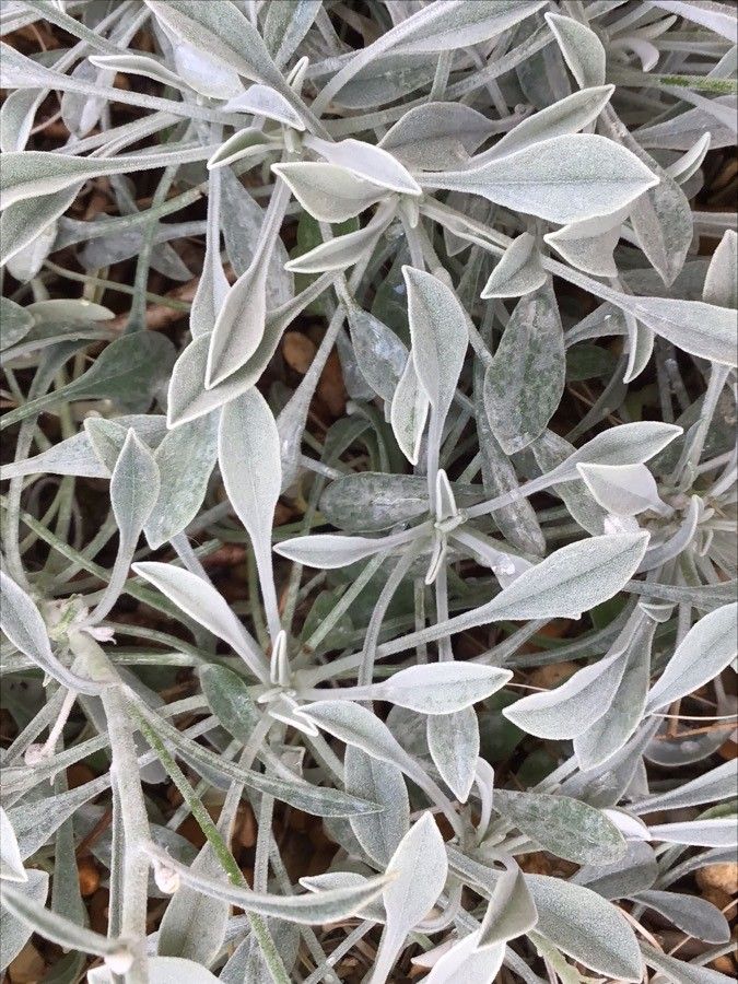 Andryala agardhii — related species from the same genus