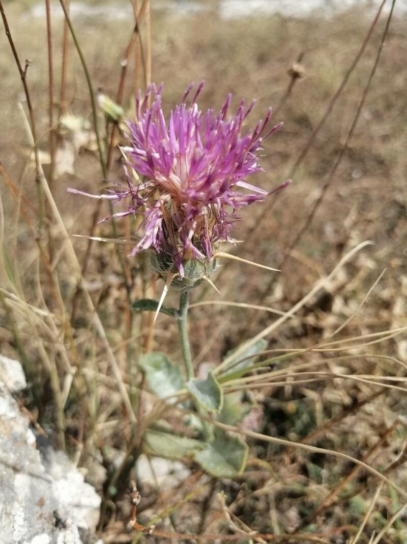 Centaurea eryngioides flower