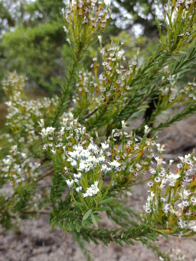 Conospermum taxifolium habit