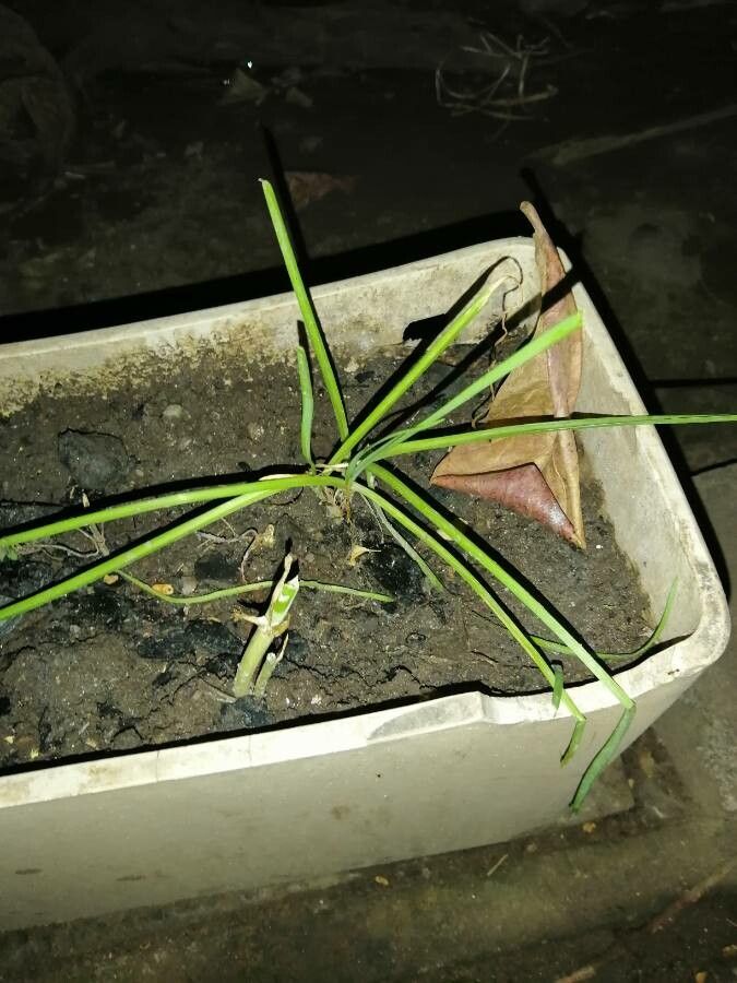 Allium barthianum leaf