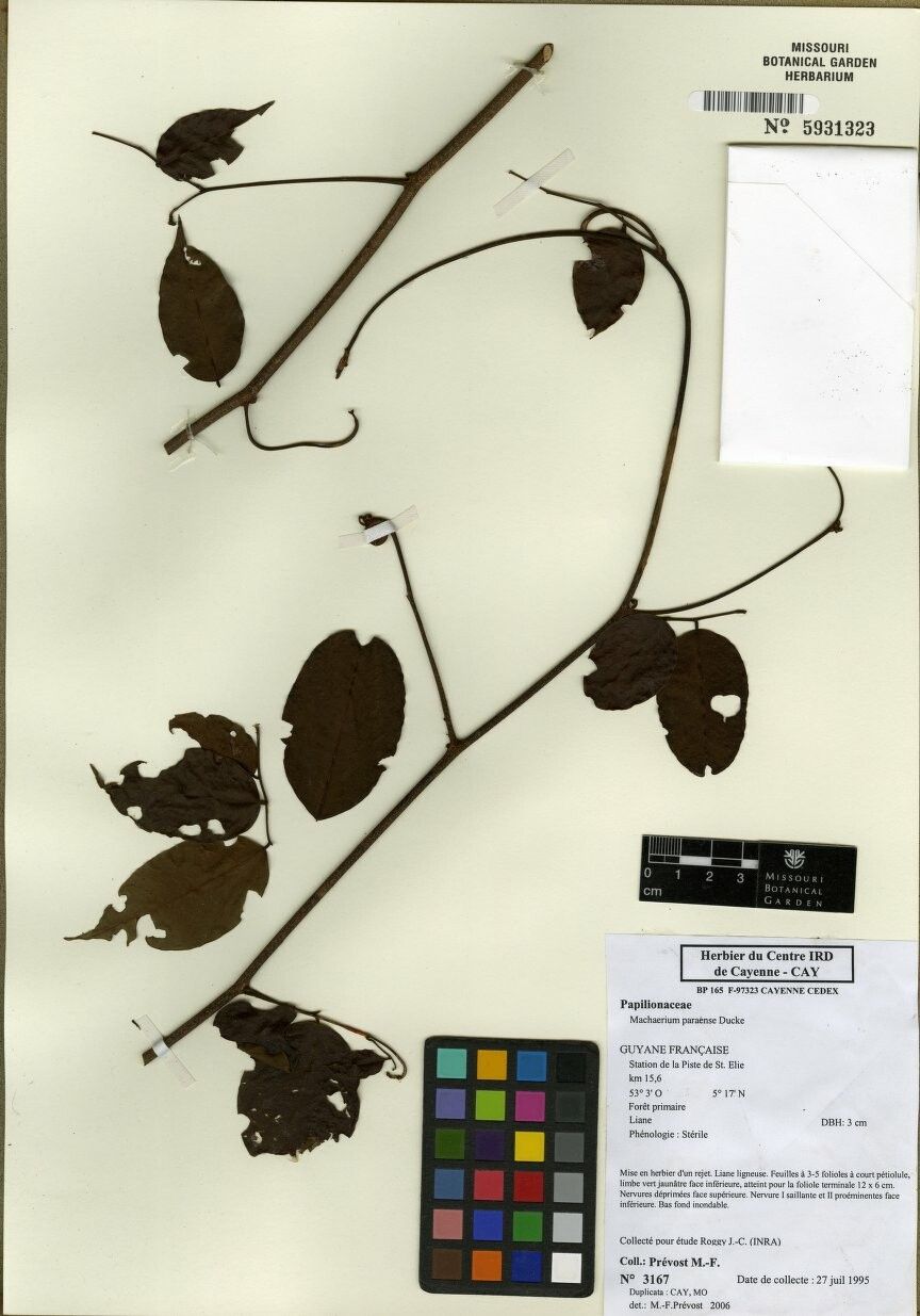 Machaerium paraense — houseplant care guide