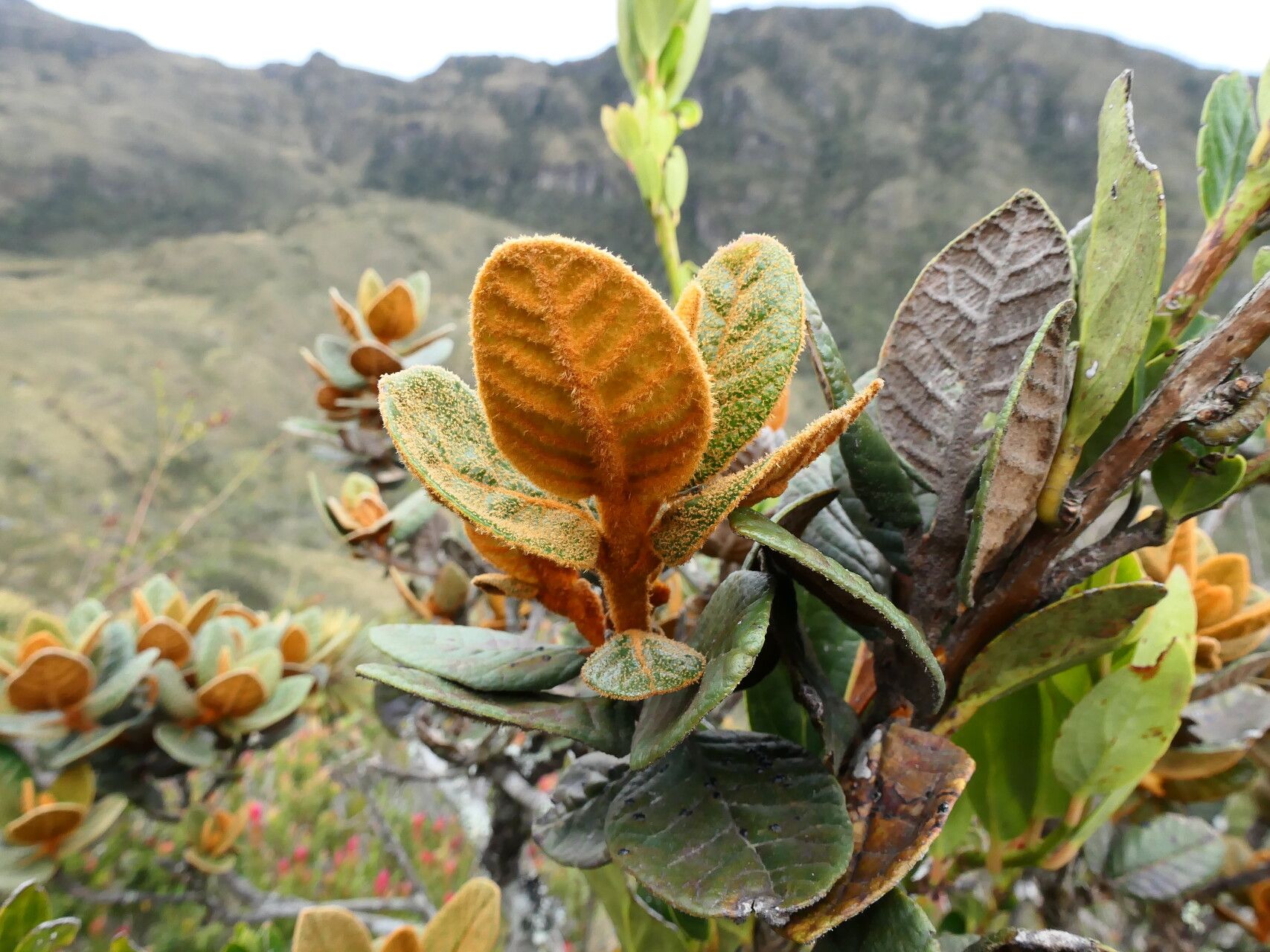 Clethra fimbriata — search result for 'Clethra'