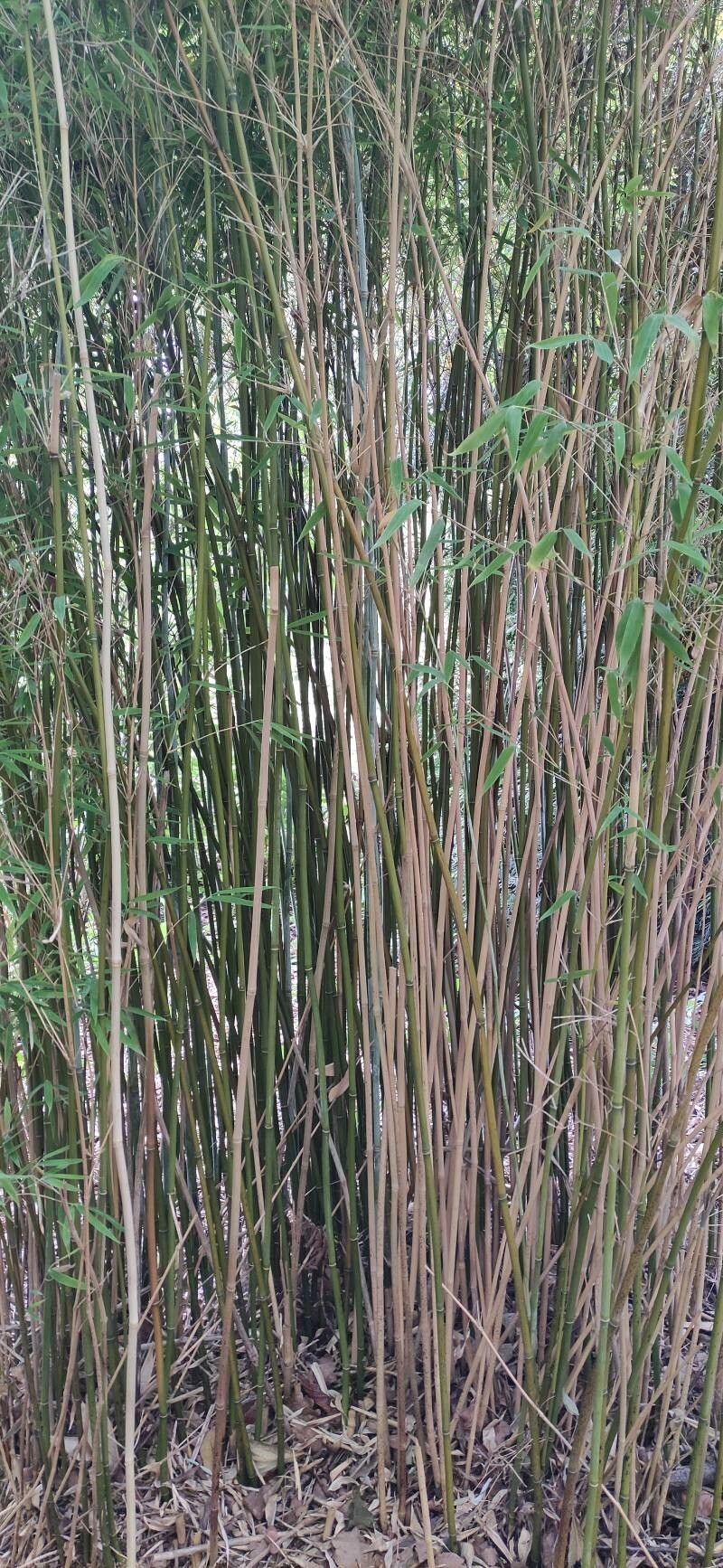 Fargesia spathacea habit