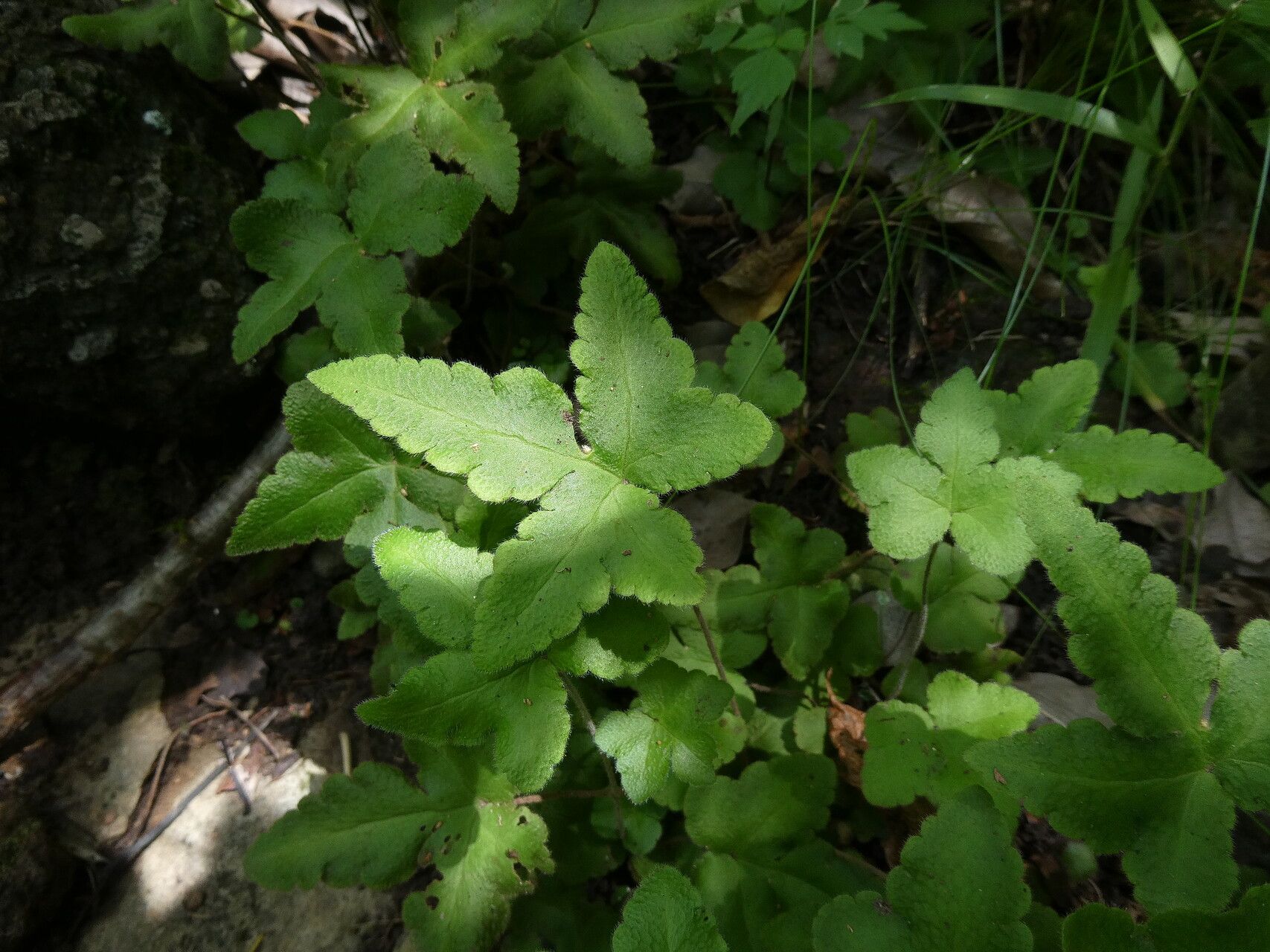 Hemionitis palmata habit