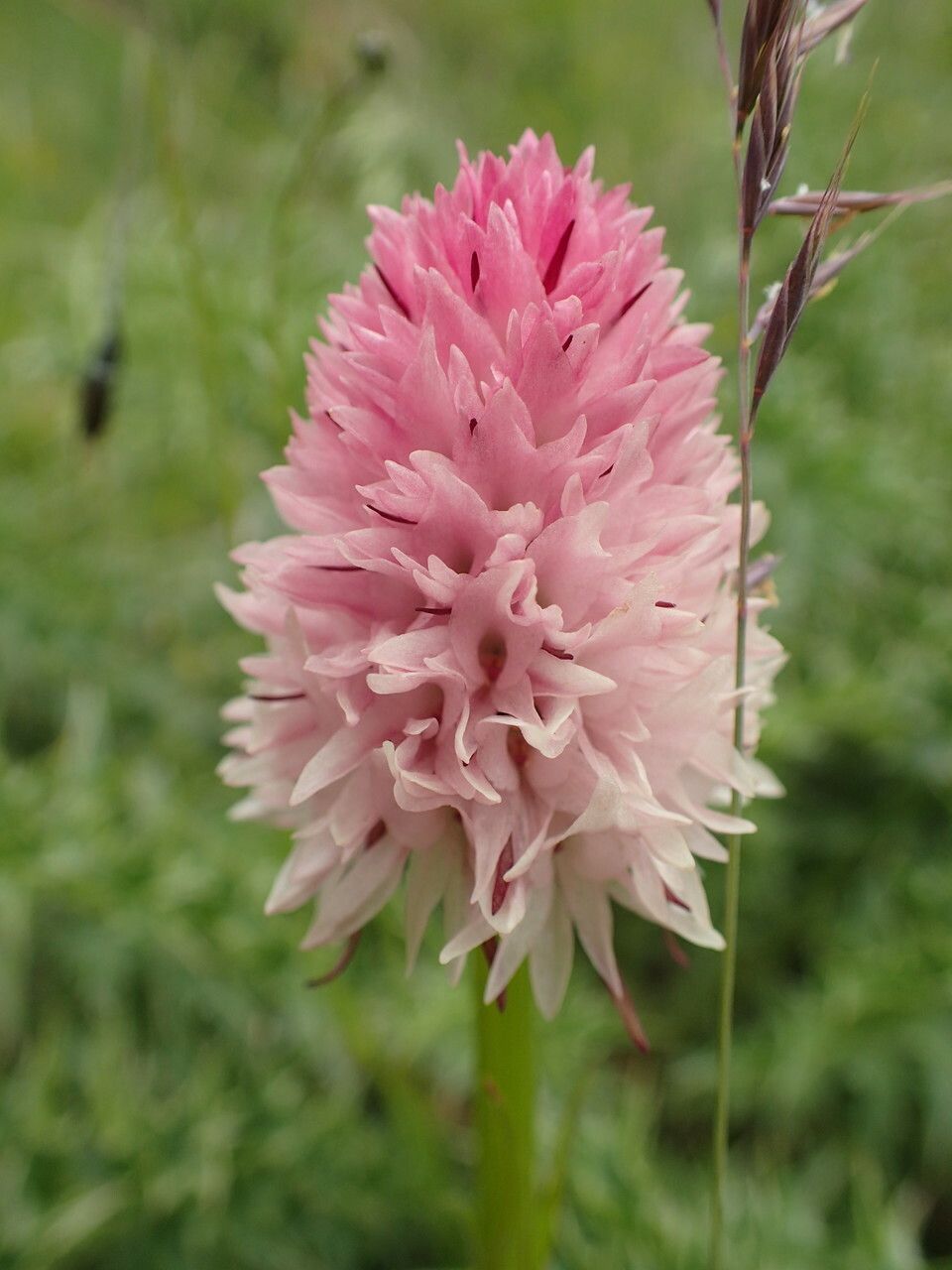 Gymnadenia corneliana flower