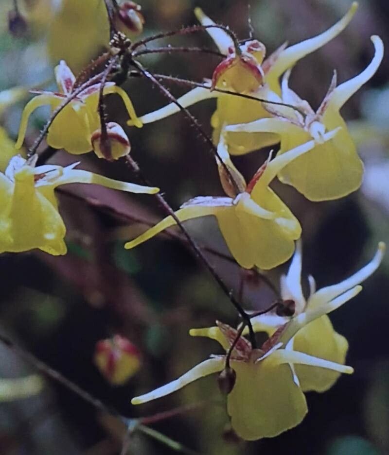 Epimedium platypetalum — houseplant care guide