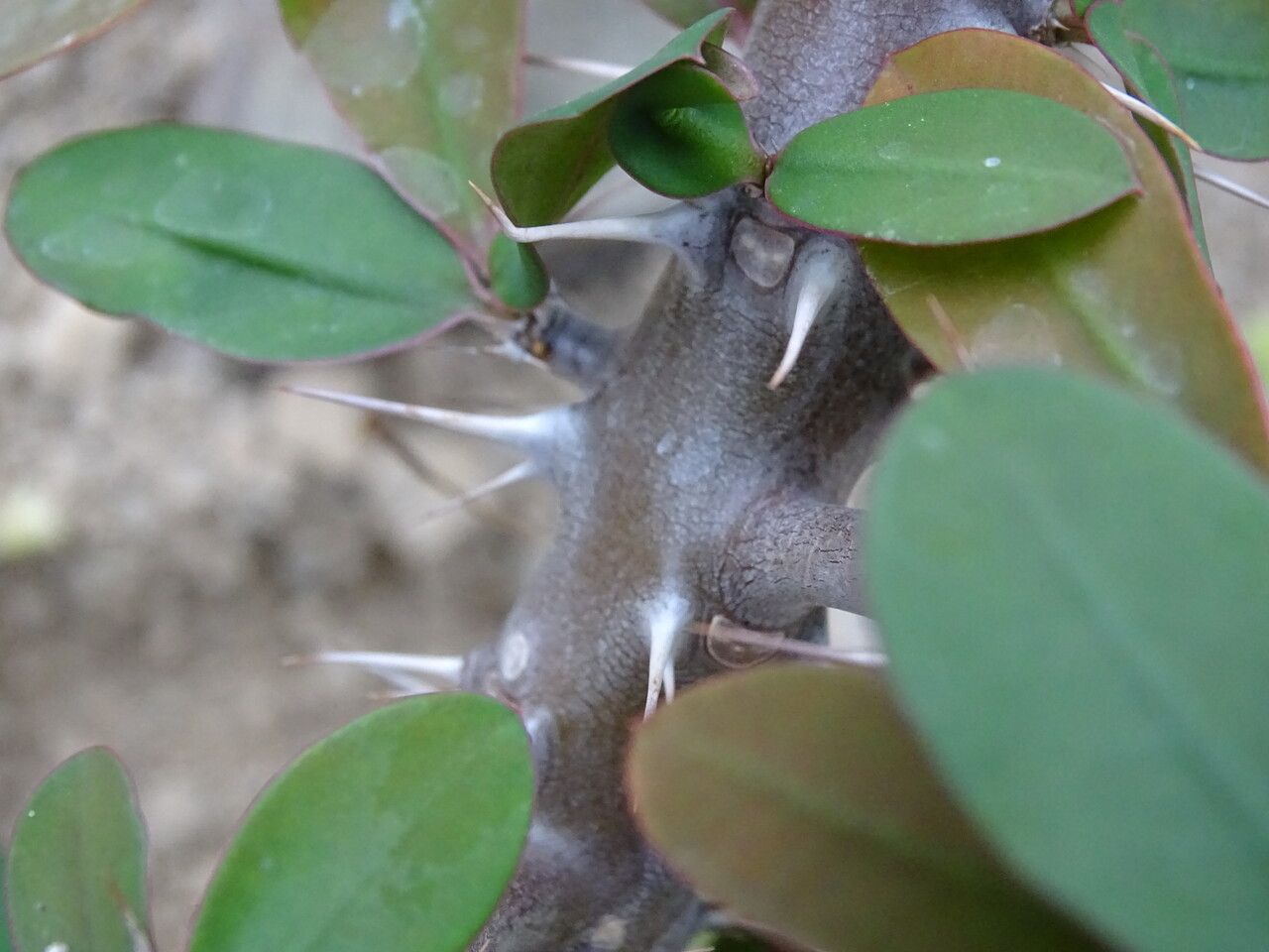 Euphorbia ambovombensis bark