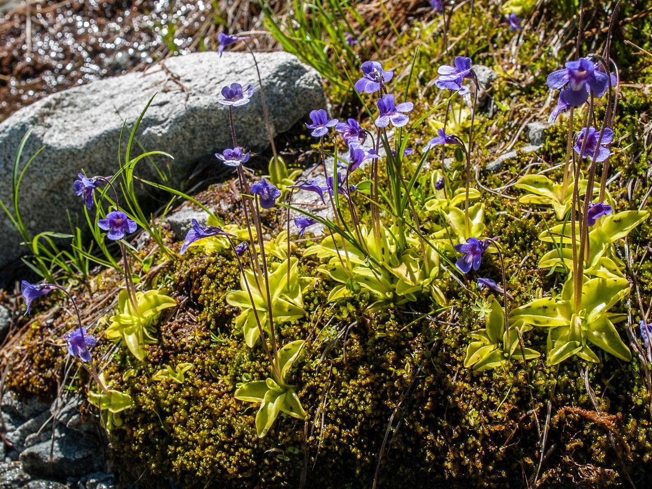 Pinguicula balcanica