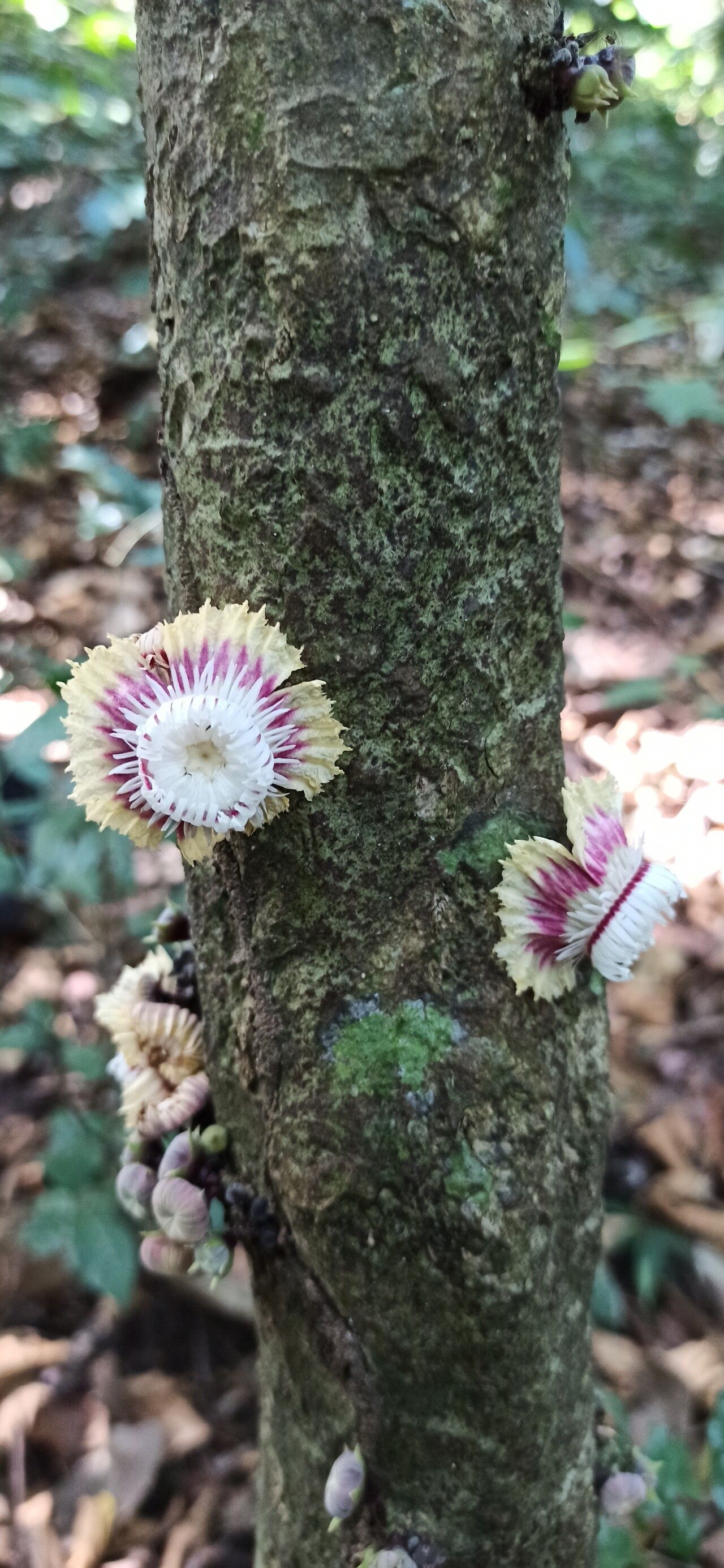 Napoleonaea angolensis — related species from the same genus