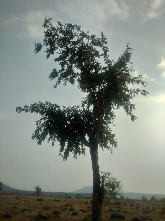 Terminalia elliptica habit