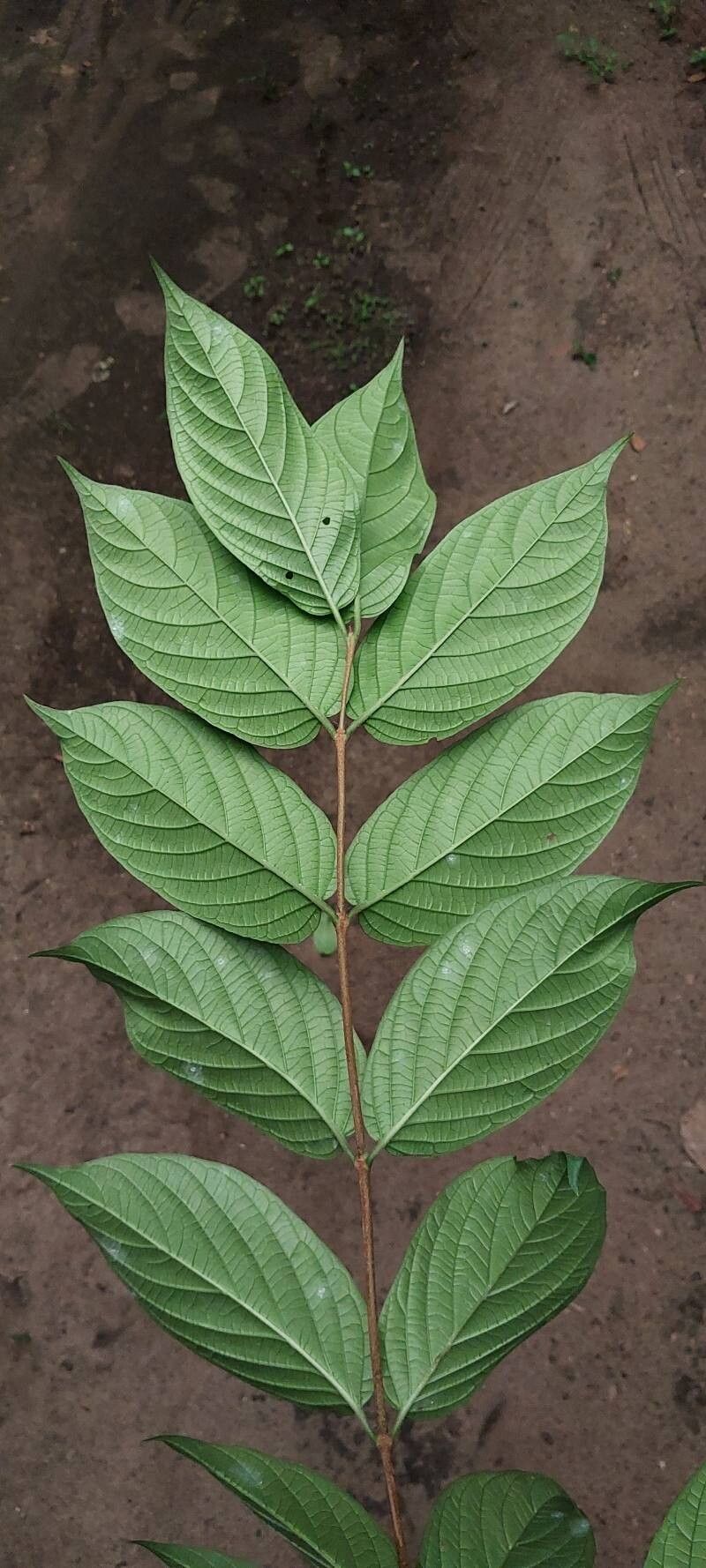 Heinsia crinita — search result for 'Gardenia'