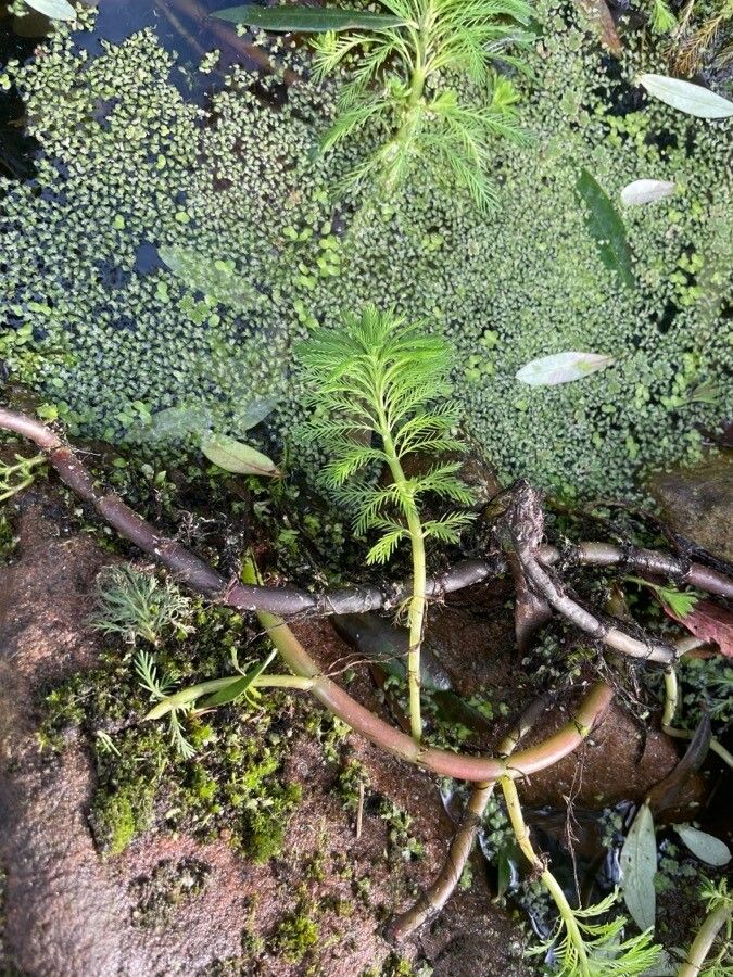 Myriophyllum aquaticum leaf