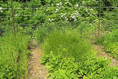 Carex sartwellii habit