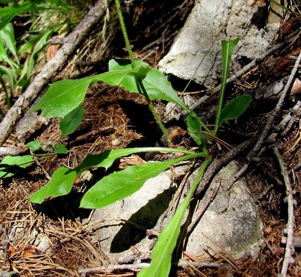 Hieracium petraeum habit