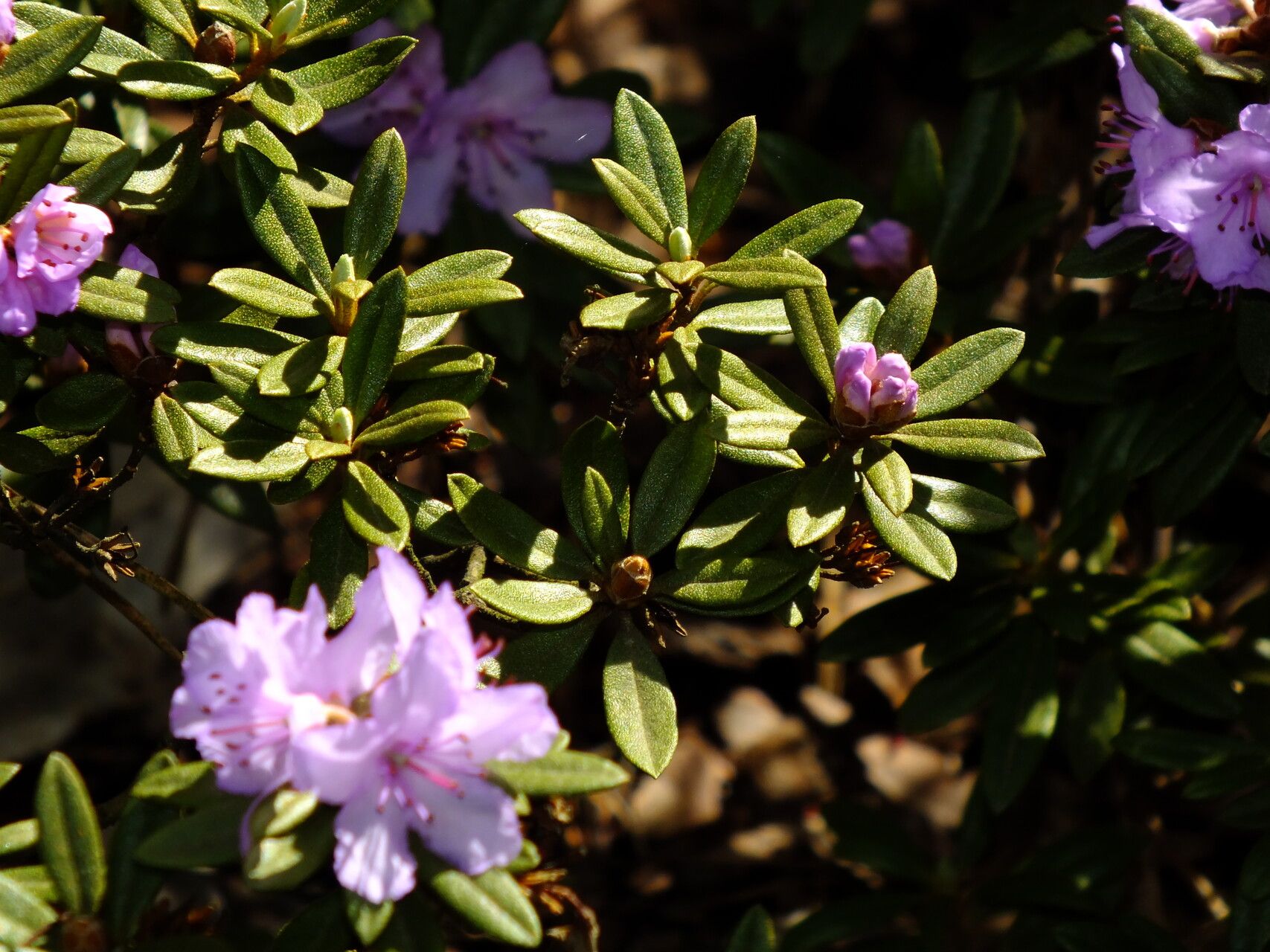 Rhododendron polycladum — houseplant care guide