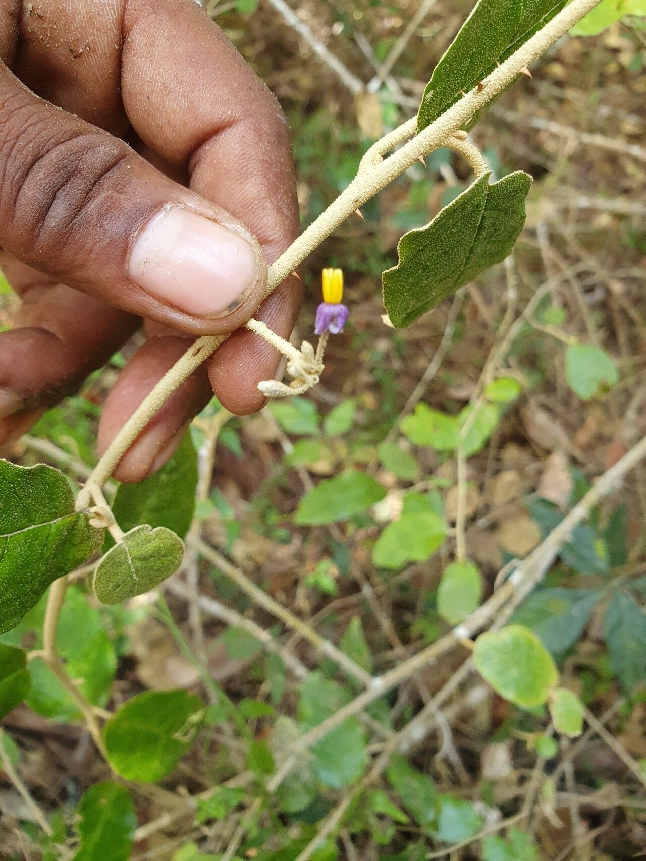 Solanum crotonoides flower