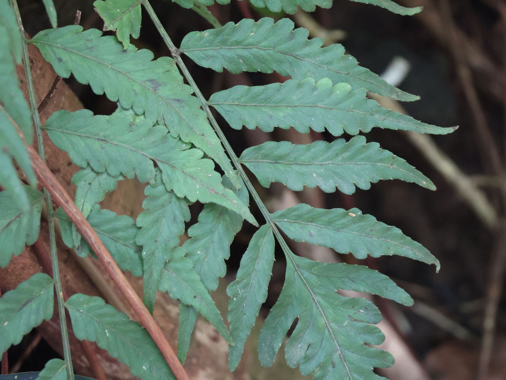 Bolbitis lonchophora — houseplant care guide