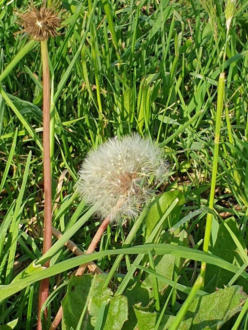 Taraxacum braun-blanquetii flower