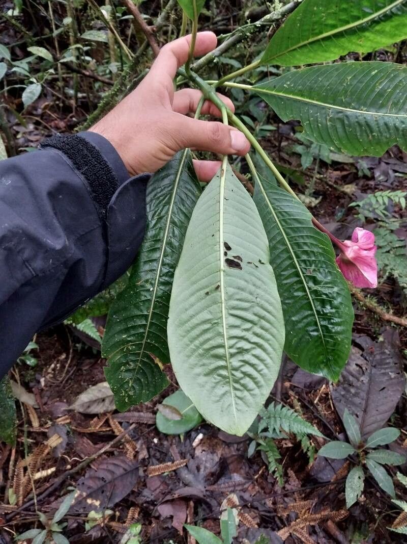 Palicourea correae — houseplant care guide