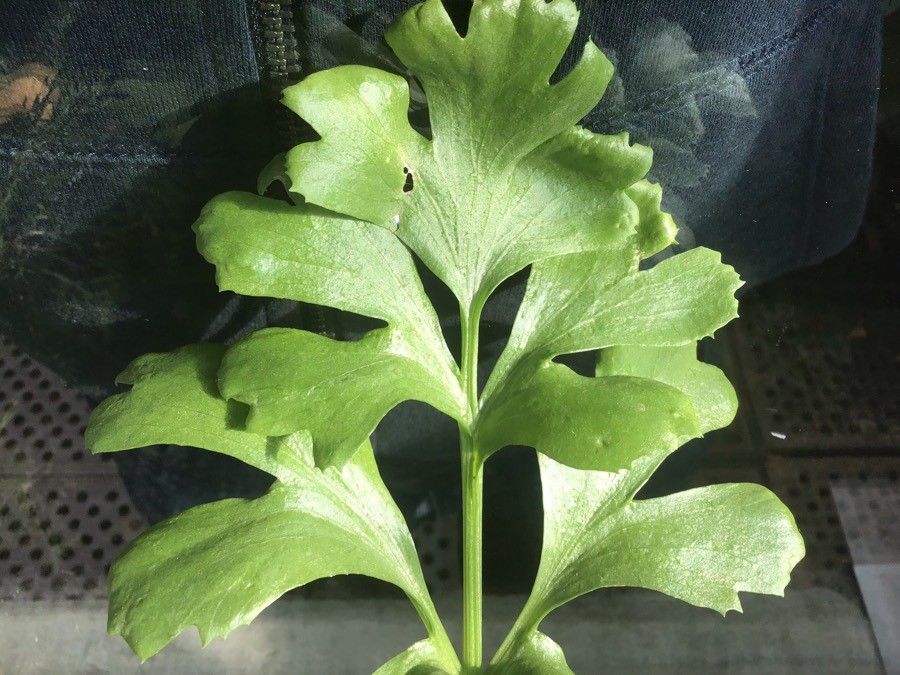 Astydamia latifolia leaf