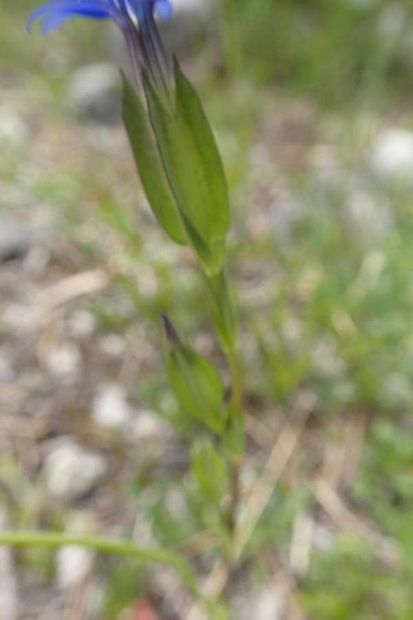 Gentiana utriculosa — houseplant care guide